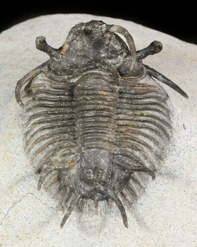 Spiny Ceratarges Koumalii Trilobite - Zireg, Morocco #46441